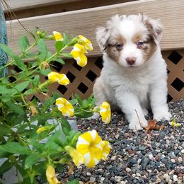 Miniature American Shepherd Puppies from Birchview Miniature American Shepherds