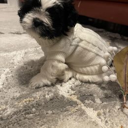 Shih Tzu Puppies from One Hit Wonder