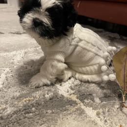 Shih Tzu Puppies from One Hit Wonder