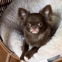 Hershey - Chihuahua
