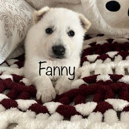 German Shepherd Puppies from Lone Cone Kennels