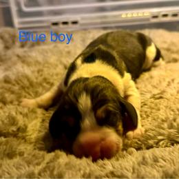 Blue boy - Tri-colored male Treeing Walker Coonhound puppy in Lovelady, Texas from 3 Color Kennel