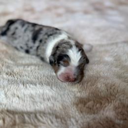 Cranberry - Blue merle female Bernedoodle puppy in Jacksonville, Florida from Dandelion Doodles