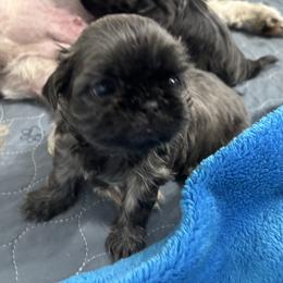 Stephanie - Blue female Shih Tzu puppy in Springboro, Ohio from Shih Tzus of Springboro LLC.