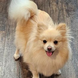 ZARA - Pomeranian