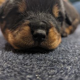 Rottweiler Puppies from Hauser's Kennel