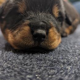 Rottweiler Puppies from Hauser's Kennel
