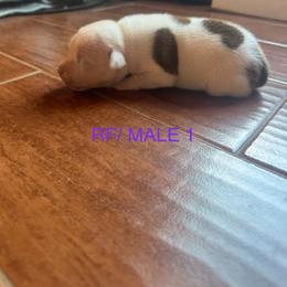 Boy 1 - Brindle and white male Staffordshire Bull Terrier puppy in Longview, Texas from PWH Farms