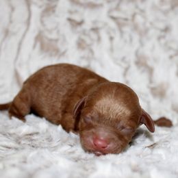 June - Red  female Poodle puppy in Bridgeport, Texas from KM AKC Toy poodles