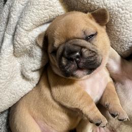 French Bulldog Puppies from White Hippo Frenchies