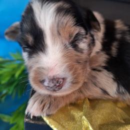 SELENE-bmf3 - Blue merle female Australian Shepherd puppy in Salem, Arkansas from Patchwork Kennels