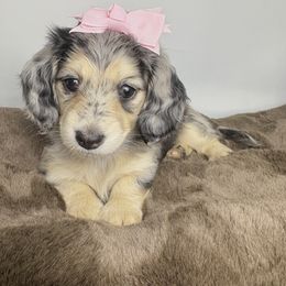 Dachshund Puppies from The Dach House