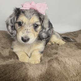 Dachshund Puppies from The Dach House
