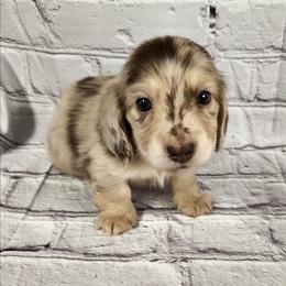 Todd - Dapple male Dachshund puppy in Anaconda, Montana from Williams Family Dachshunds