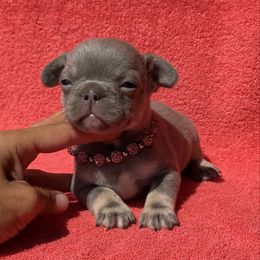 Genevieve - Fawn female French Bulldog puppy in Lincoln, Arkansas from Red Dirt Dachshunds
