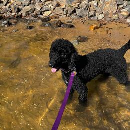 Bella - Goldendoodle