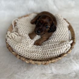 Dachshund Puppies from Woodland Doxies