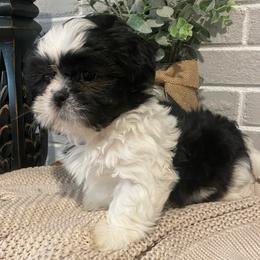 Boy 1 - Black and white male Shih Tzu puppy in Lexington, North Carolina from SCS Shih Tzus