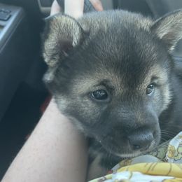Shiba Inu Puppies from The Animal Farm Shiba Inu & Mameshiba Breeders