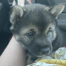 Shiba Inu Puppies from The Animal Farm Shiba Inu & Mameshiba Breeders