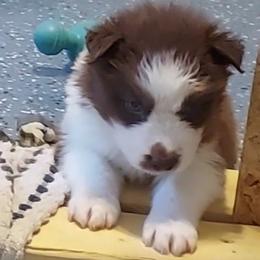 Pepper - Red and white female Siberian Husky puppy in Savannah, Georgia from Stacy's Siberian Huskies