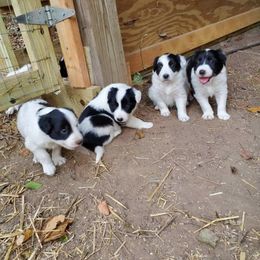 Border Collie Puppies from BC Dogs at the Rodgers
