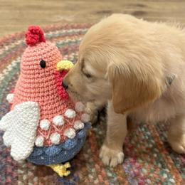 Mr. Blue - Golden male Golden Retriever puppy in Brentwood, California from Golden M Family Farms