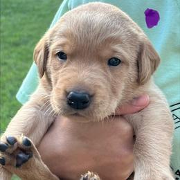 Purple collar female - Yellow female Labrador Retriever puppy in Stokesdale, North Carolina from Belews Creek Gundogs