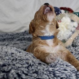 Bernedoodle, Goldendoodle, and Poodle Puppies from Raintree Standard Poodles & Mini Doodles