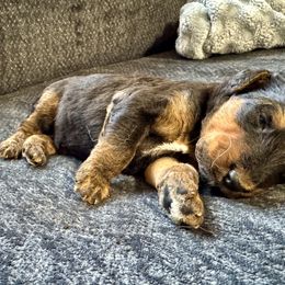 Male 2 - Black and tan male Airedale Terrier puppy in Branch, Michigan from Aim High Airedales & German Shorthaired Pointers