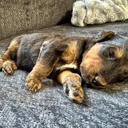 Male 2 - Black and tan male Airedale Terrier puppy in Branch, Michigan from Aim High Airedales & German Shorthaired Pointers