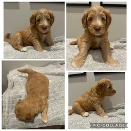 Apricot Abstract Girl - Apricot female Goldendoodle puppy in Lancaster, South Carolina from Silver Hill Farm SC