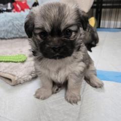Tibetan Spaniel Puppies from Milissa Lose