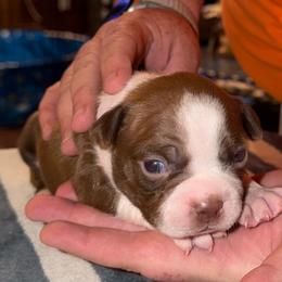 Red Boy - Red male Boston Terrier puppy in Mc Donough, Georgia from Ballard Boston Terriers