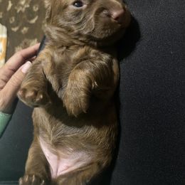 Prada - Chocolate and tan female Dachshund puppy in Raleigh, North Carolina from Capital City Dachshunds