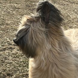 Ralie - Briard