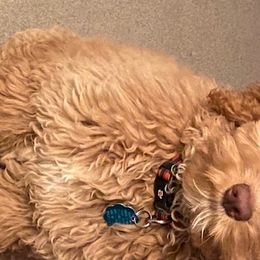 Molly - Australian Labradoodle