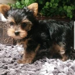 Teddy - Blue and gold male Yorkshire Terrier puppy in Hot Springs, Arkansas from Kimberly's Lovable Littles