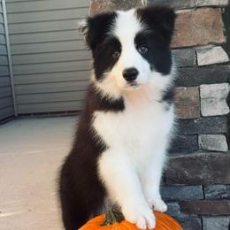 July - Black male Border Collie puppy in Dunn, North Carolina from Coylety Border Collies