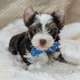 Jasper - Chocolate, tan and white male Yorkshire Terrier puppy in Austin, Texas from Rhine Valley Yorkies