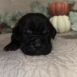Green Collar Male - Black male Cane Corso puppy in Princeton, Indiana from C&M Cane Corso