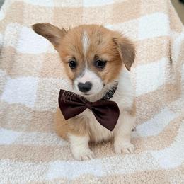 AKC Male - Red male Pembroke Welsh Corgi puppy in Moreno Valley, California from Corgi Dobie Co.