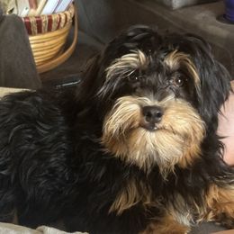 Havanese All Grown Up from Harbor Of Hope Havanese
