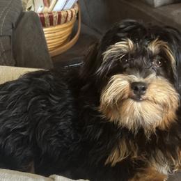 Havanese All Grown Up from Harbor Of Hope Havanese