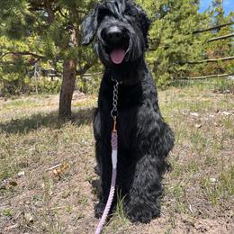 Giant Schnauzer puppies from Schnauzer Paw Homestead