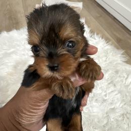 Girl 5 - female Yorkshire Terrier puppy in Tempe, Arizona from Kissable baby face yorkies