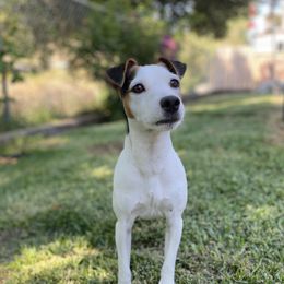 Lily - Jack Russell Terrier