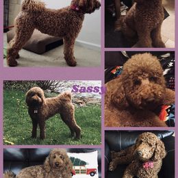 Sassy - Goldendoodle