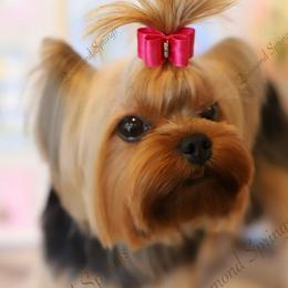 Girl 1 - female Yorkshire Terrier puppy in Placerville, California from Diamond Springs Boutique