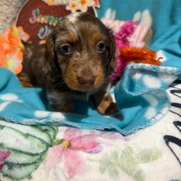 Flashy chocolate dapple - Dapple male Dachshund puppy in Pleasant Plains, Arkansas from JGBs Dachshunds